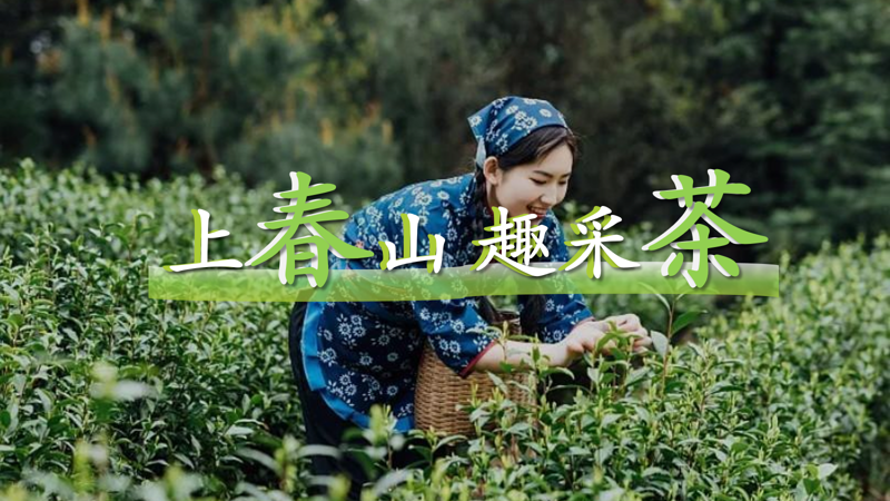 成都團建|采茶團建1日，上春山趣采茶